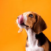 small-cute-beagle-puppy-dog-looking-up_37874-1827